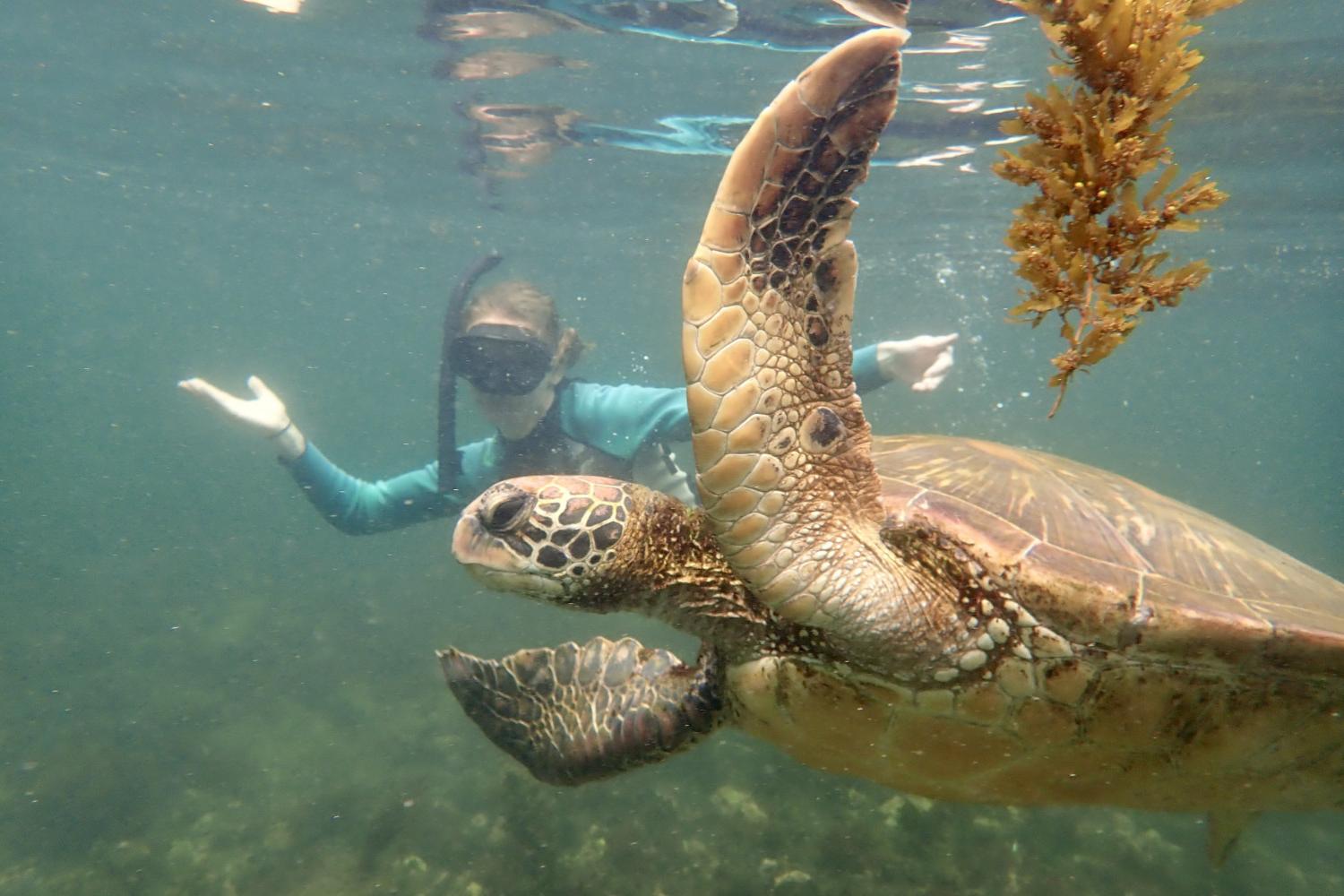 一名<a href='http://rm9o.spicephoto.com'>博彩网址大全</a>学生在Galápagos群岛游学途中与一只巨龟游泳.